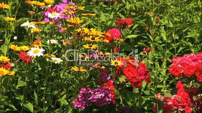 Colourful flowerbed in the garden