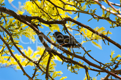Single starling among branches and yellow leaves