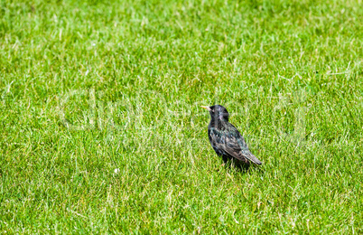 Single starling in green grass looking left