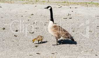 Single Canada Goose watching over gosling on gravel