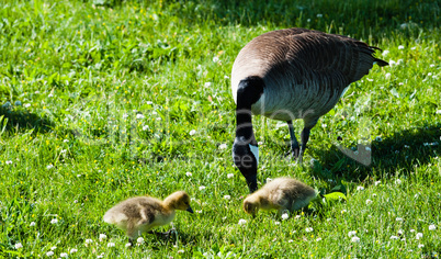 Single Canada Goose with two goslings in grass