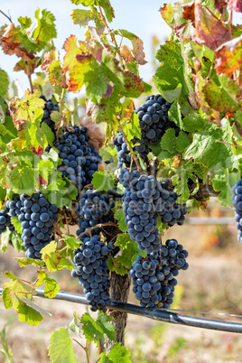 Ripe Red Grapes with Green Leaves on the Grapevine