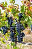 Ripe Red Grapes with Green Leaves on the Grapevine