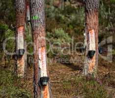 Collect Pine Resin in Plastic Containers