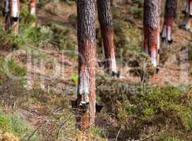 Collect Pine Resin in Plastic Containers