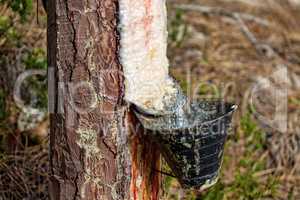 Collect Pine Resin in Plastic Containers