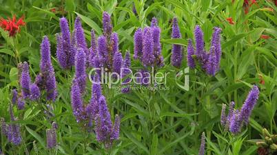 Purple Veronica Flowers in the garden