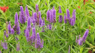 Purple Veronica Flowers in the garden