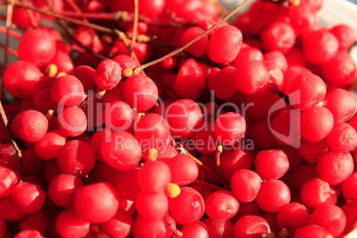 harvest of red schisandra