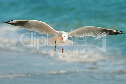 seagull flying over the sea