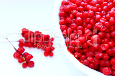 branches and full plate of red ripe schisandra isolated