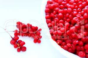 branches and full plate of red ripe schisandra isolated