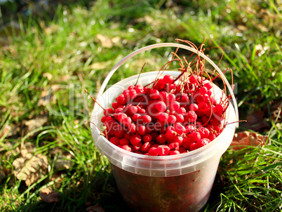 red ripe schisandra in the bucket