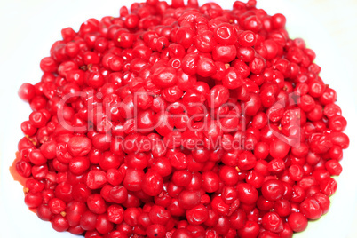 heap of red and ripe berries of schisandra isolated
