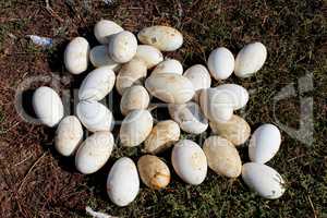 goose eggs in the grass