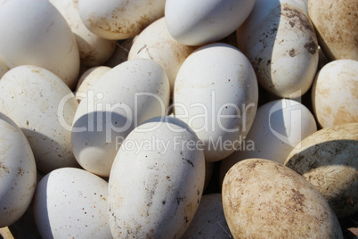 goose eggs