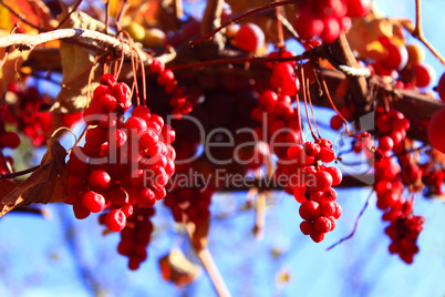 branch of red ripe schisandra