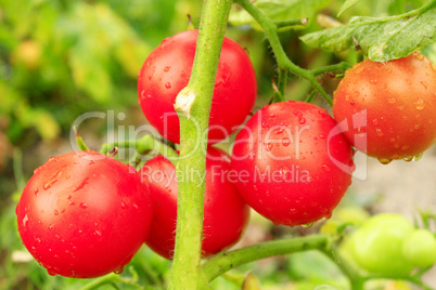 red tomatoes in the bush