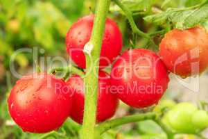 red tomatoes in the bush