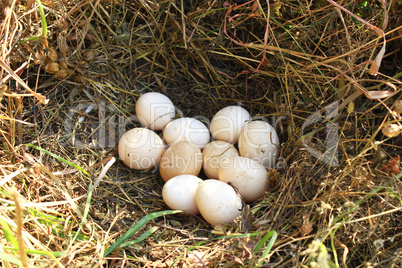Nest of hen with ten eggs