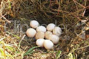 Nest of hen with ten eggs