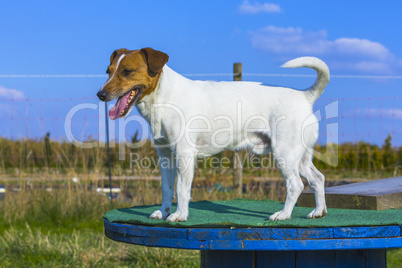 Jack Russel