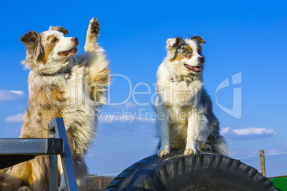 Australian shepherd