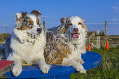 Australischer Schäferhunde