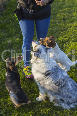 Hundeschule