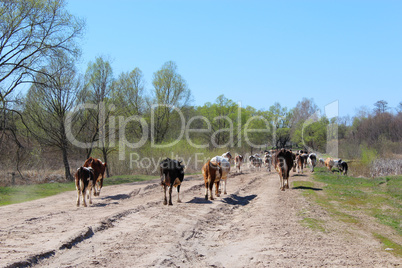 cows coming back from pasture