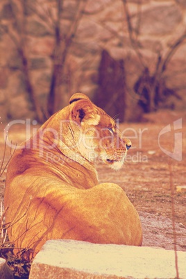 Female lion relaxing