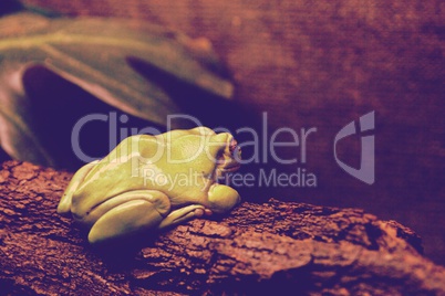 Green Tree Frog (Litoria caerula) on tree branch