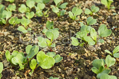 Sown young radish plants in the soil
