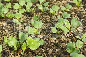 Sown young radish plants in the soil