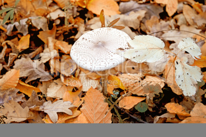 fungus in the autumn forest