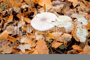 fungus in the autumn forest