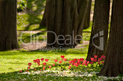 A Row Of Red Tulips In The Woods