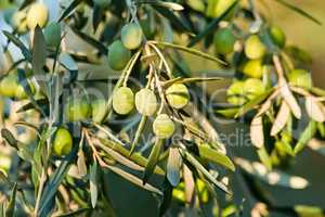 Young Olives On A Branch