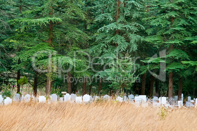 Lonely Graveyard Under Pine Trees