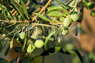 Young Olive On A Branch