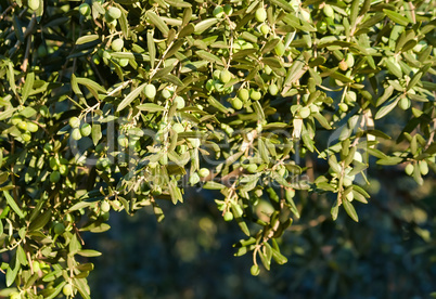 Young Olives On Tree