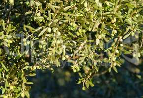 Young Olives On Tree