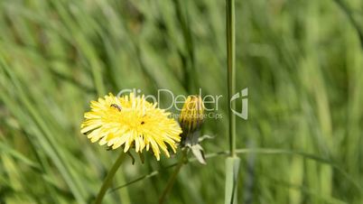 Close up of a yellow dandelion flower