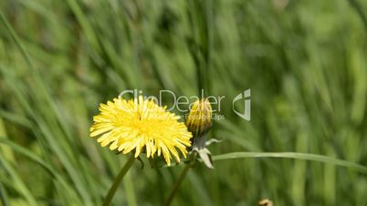 Close up of a yellow dandelion flower
