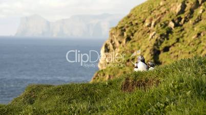 Puffins on the Faroe Islands