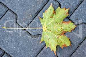 herbstlich verfärbtes Blatt