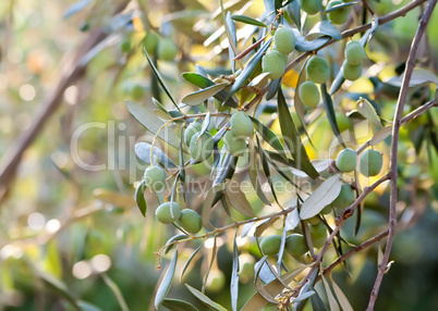 Young Olives On A Branch