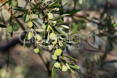 Young Olives On A Branch After Rain