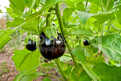 Organic Eggplant In A Garden