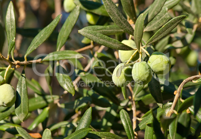 Olives On Its Tree Branch